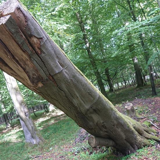 Foto fra et tidligere arrangement